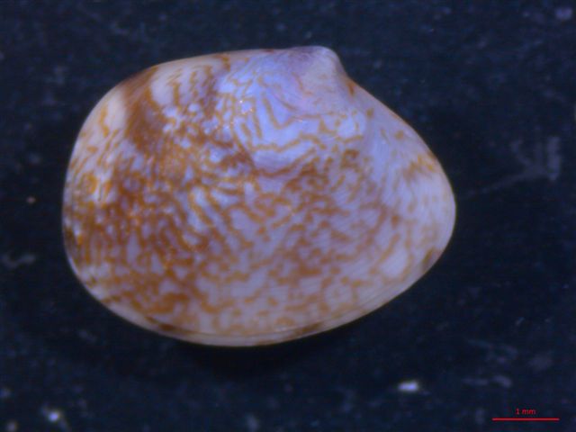 paphia cfr romboides conferma