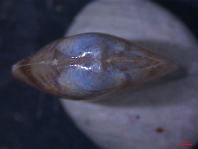 paphia cfr romboides conferma