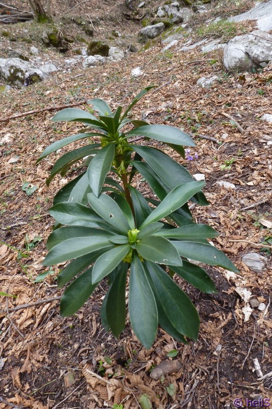 Daphne laureola