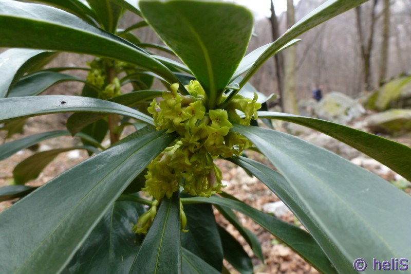 Daphne laureola