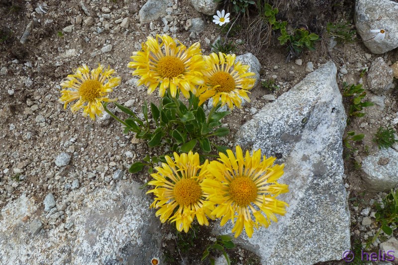 Da determinare, Doronicum?