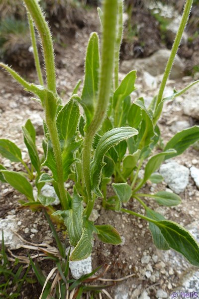 Da determinare, Doronicum?