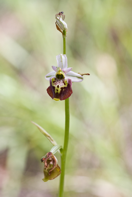 Ophrys dinarica