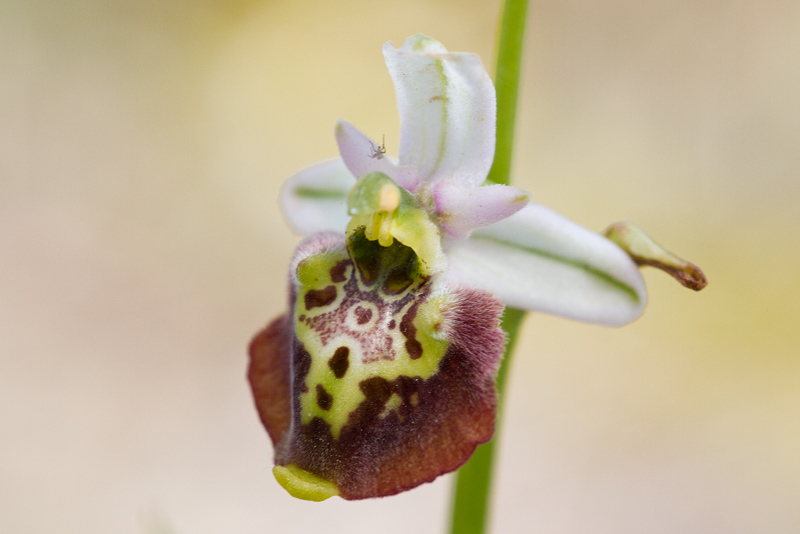 Ophrys dinarica