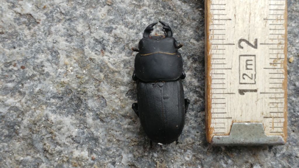 Dorcus parallelipipedus, Lucanidae