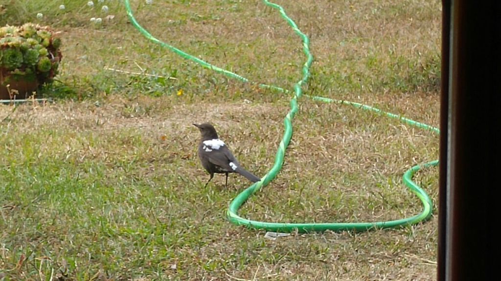 da identificare: femmina di merlo leucistica