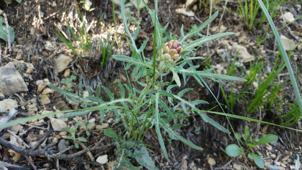 Rhaponticum coniferum  / Fiordaliso ovoide