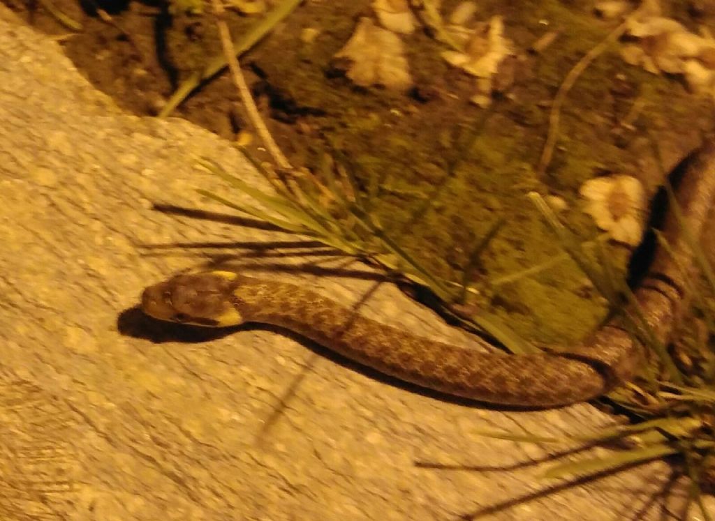 serpente da id.