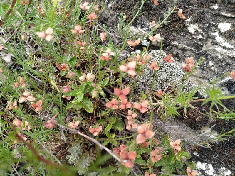 Fumana sp. (Cistaceae)