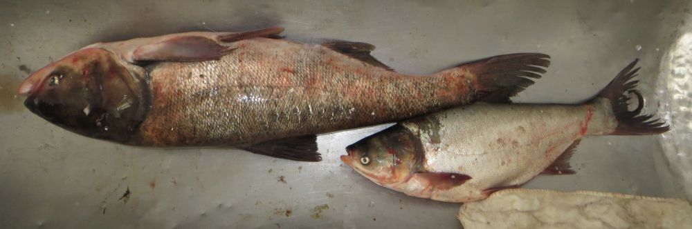 Carpe alloctone dal delta del Danubio