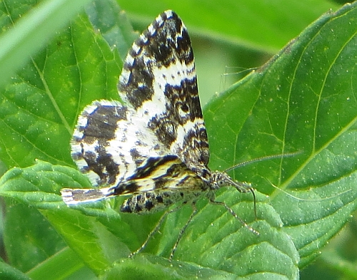 falena bianconera: Epirrhoe tristata (Geometridae)