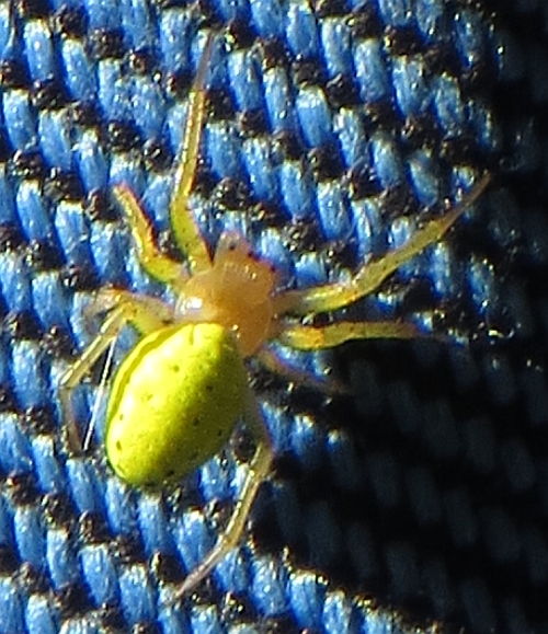 Araniella sp. - Camino (AL)