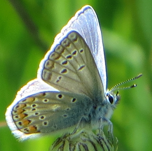 Polyommatus thersites?