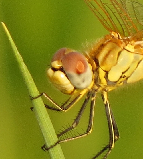 Sympetrum vulgatum? no, fonscolombii