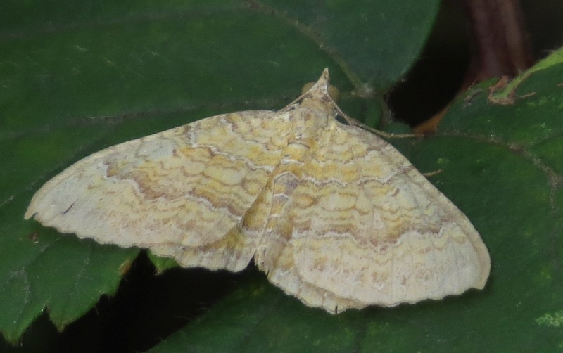 Falena abuzzese - Camptogramma bilineata