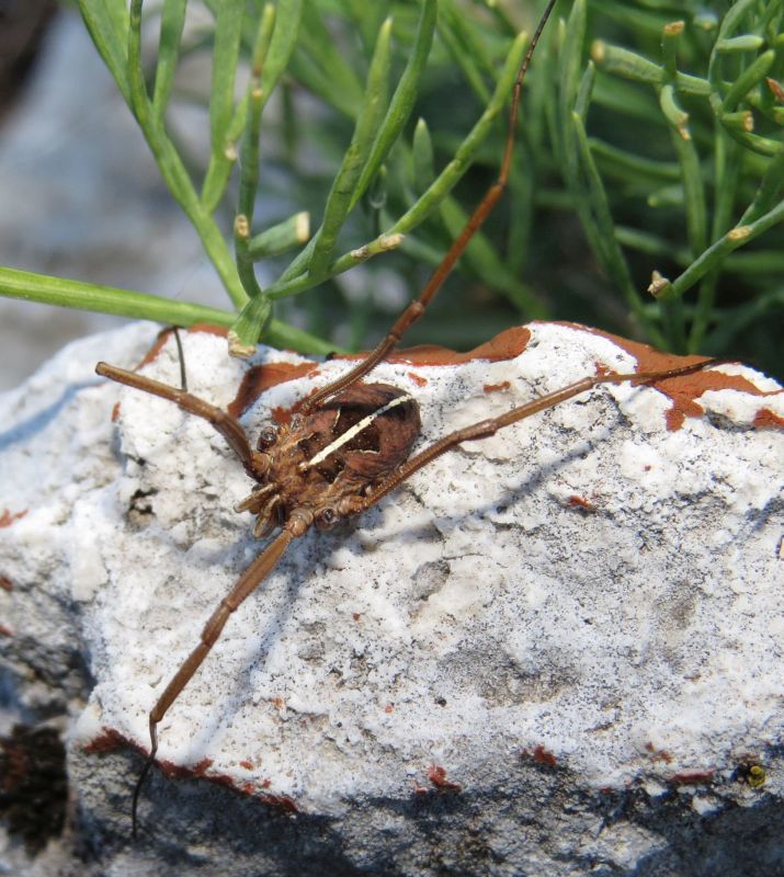 Metaphalangium sp.