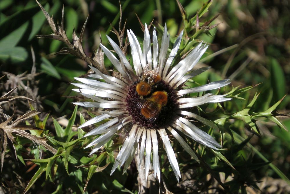 Bombus sp. su capolino di Carlina sp. (Abruzzo)