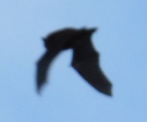 Pipistrelli diurni