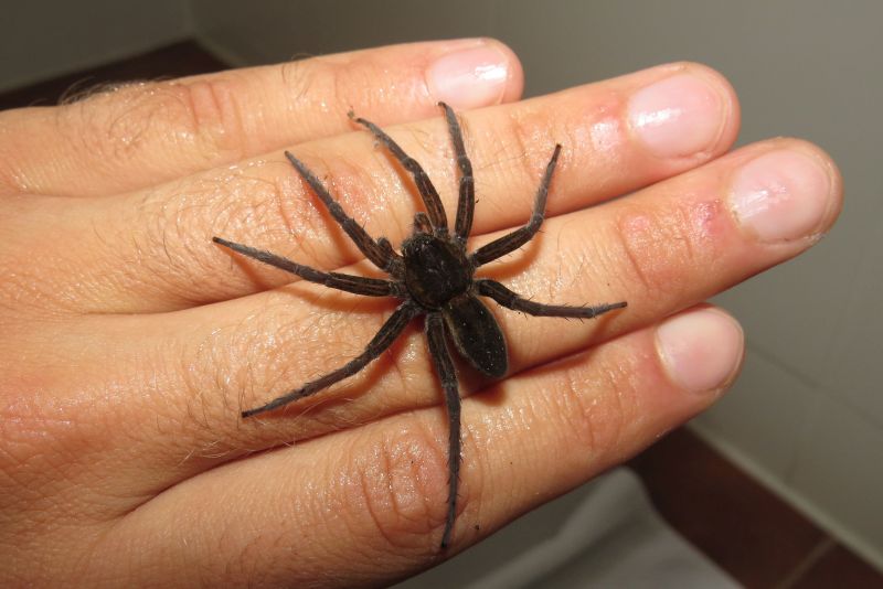 Dolomedes sp. rumeno - delta del Danubio