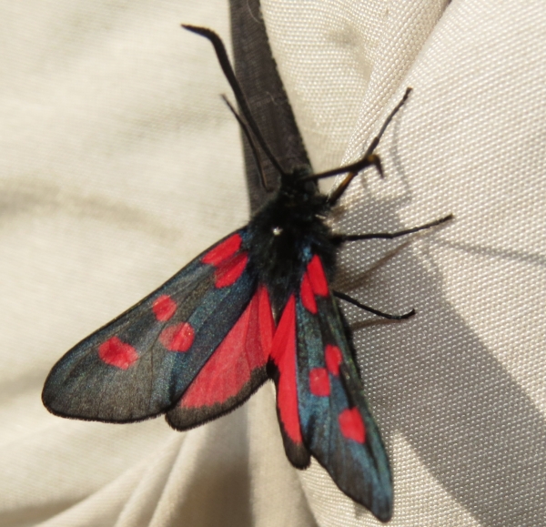 Zygaena Gran Paradiso