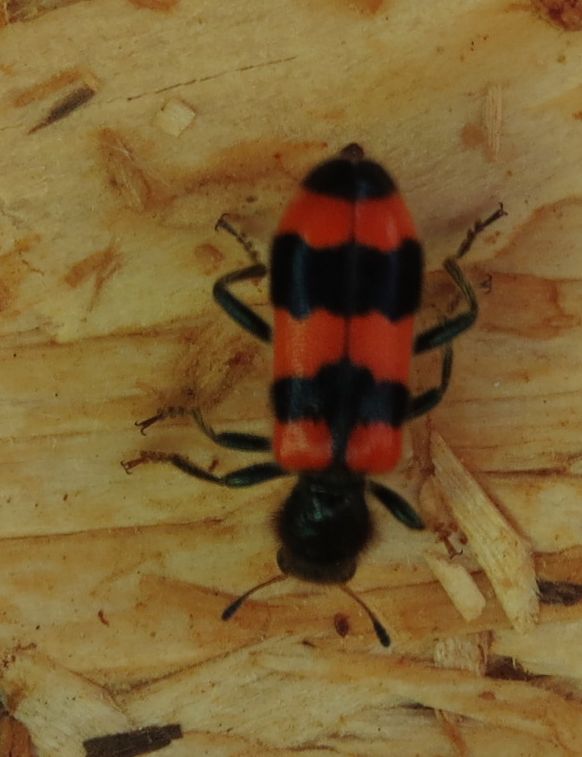 Trichodes apiarius (cf.) rumeno