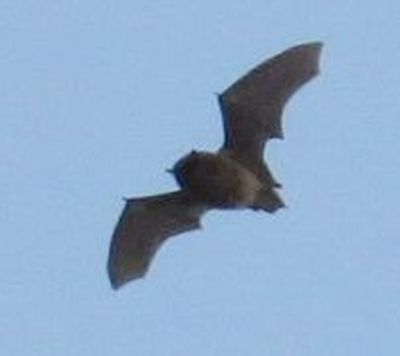 Pipistrelli diurni