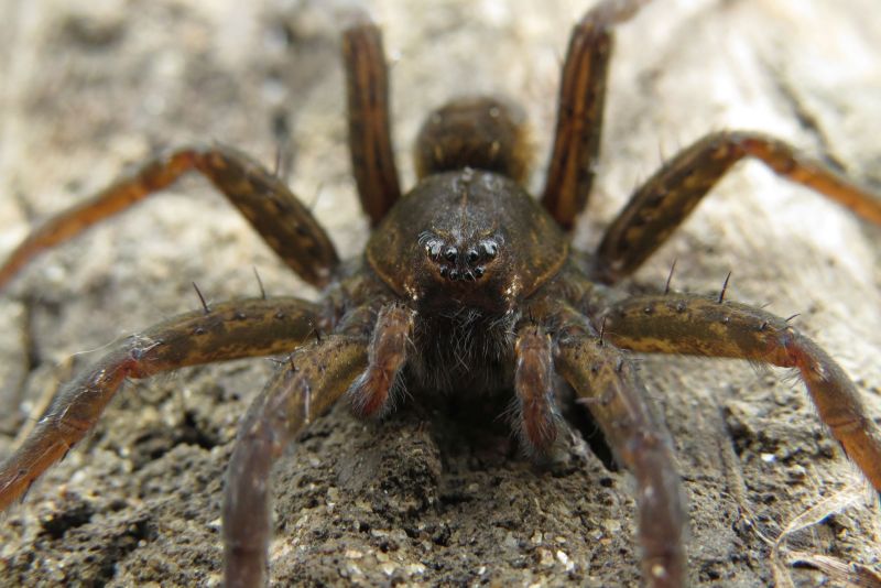 Dolomedes sp. rumeno - delta del Danubio