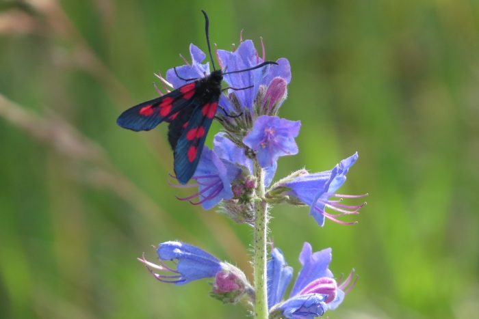 Zygaena Gran Paradiso