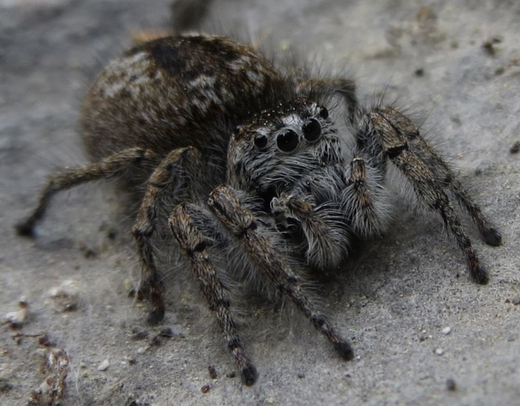 Philaeus chrysops - Cimolais (PN)