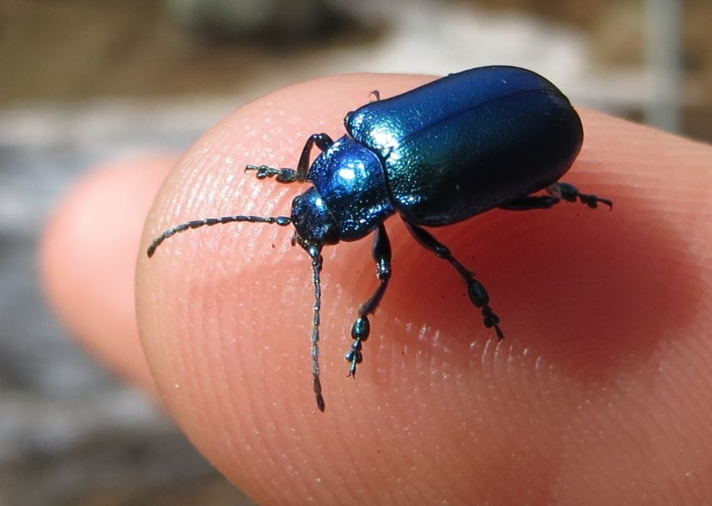 Coleottero metallizzato: Oreina sp. (Chrysomelidae)