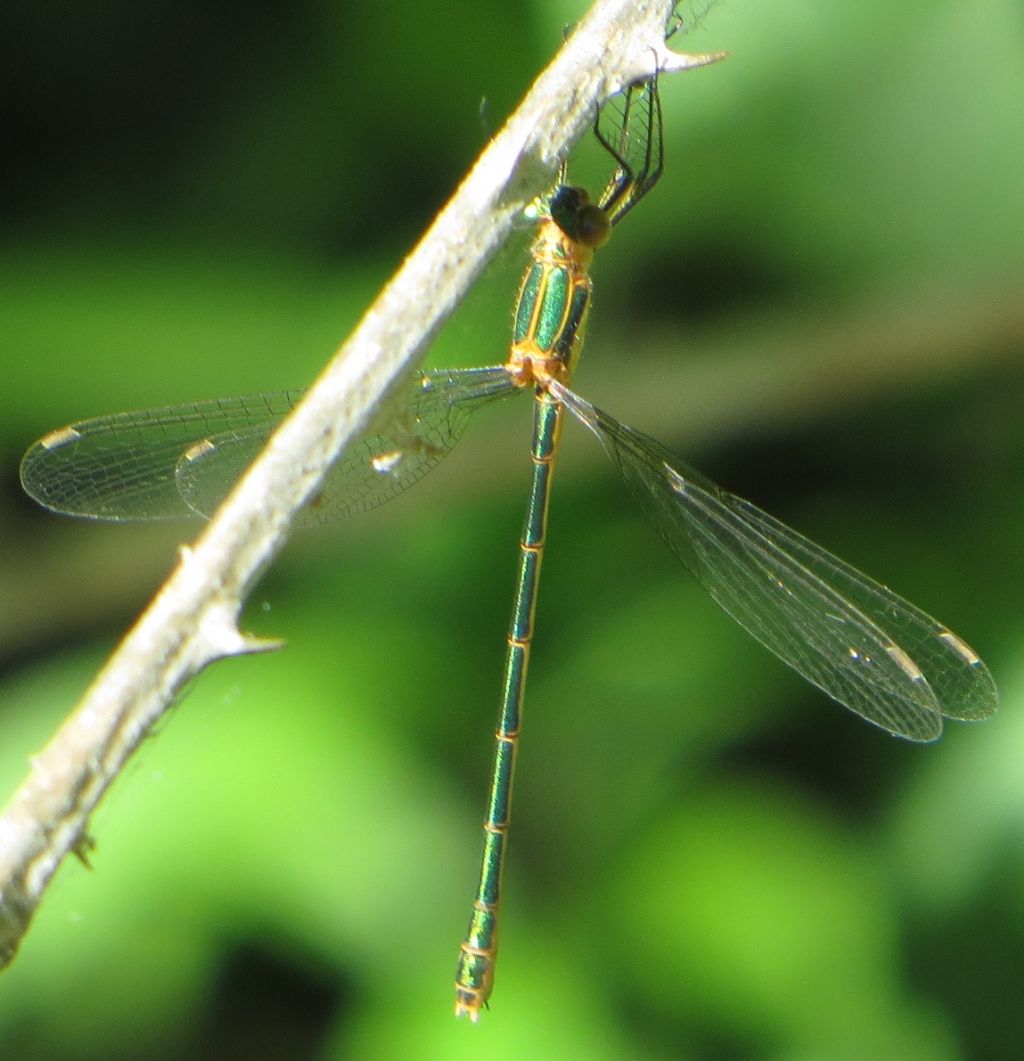 Lestes sponsa