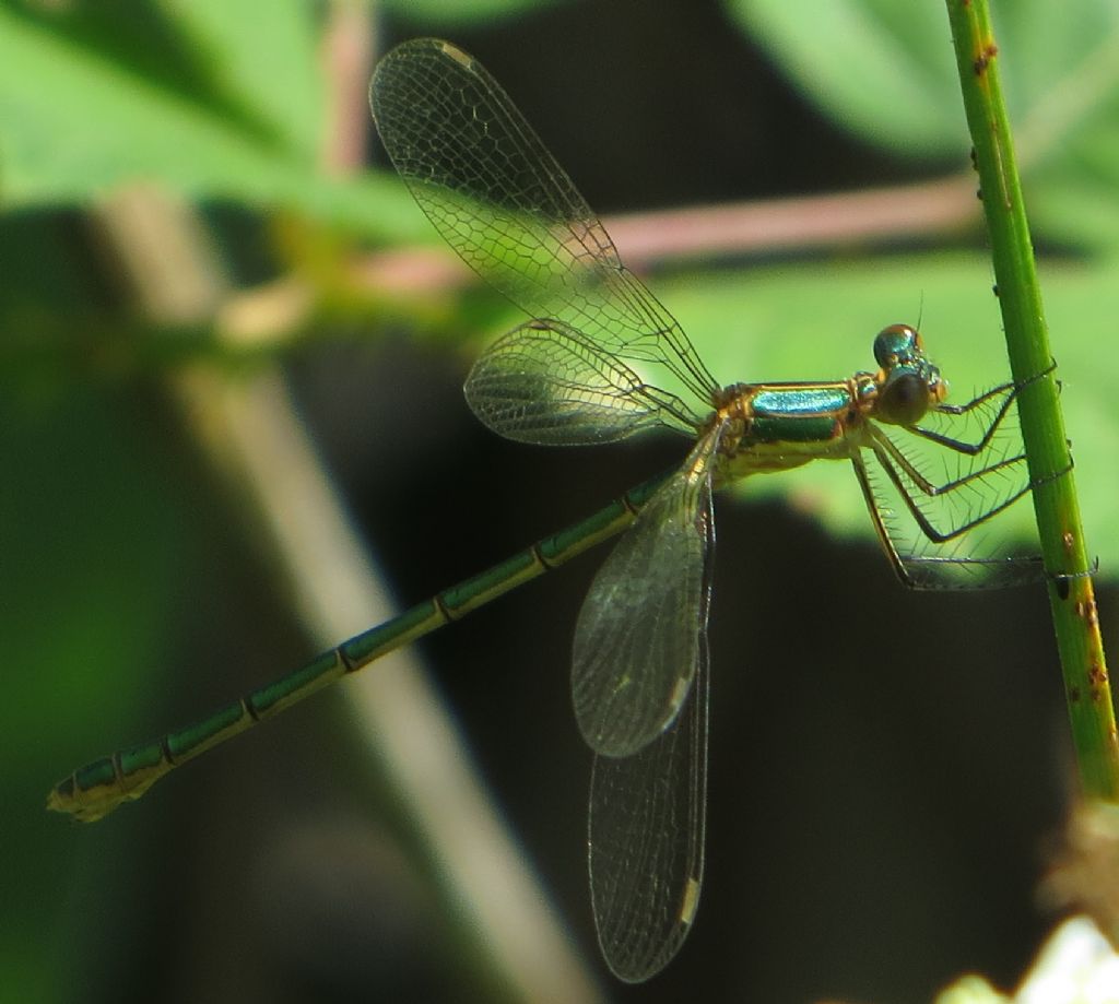 Lestes sponsa