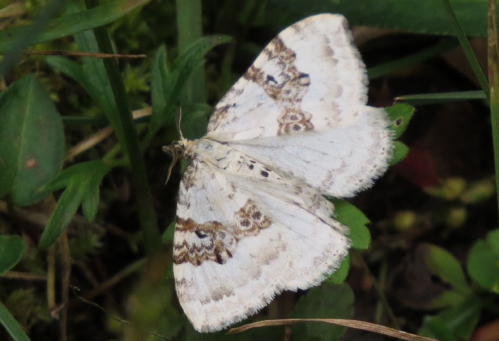 Falena biancastra (Claut - PN)