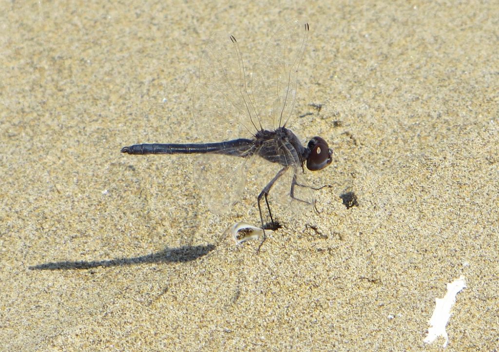 Selysiothemis nigra a Caorle (VE)