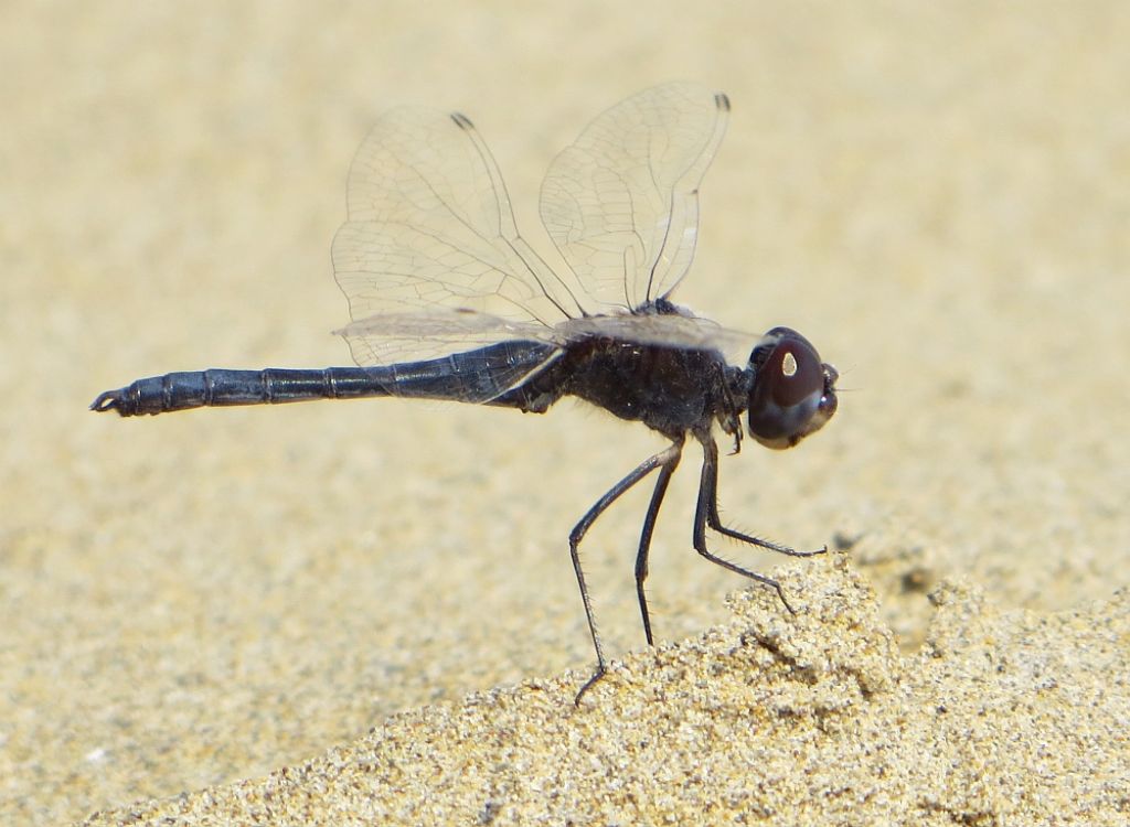 Selysiothemis nigra a Caorle (VE)