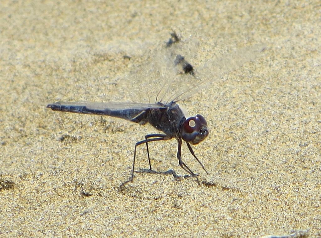 Selysiothemis nigra a Caorle (VE)