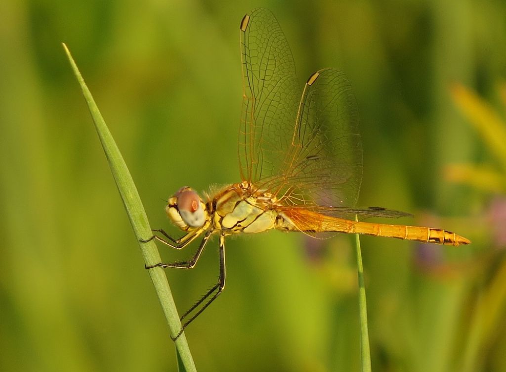 Sympetrum vulgatum? no, fonscolombii