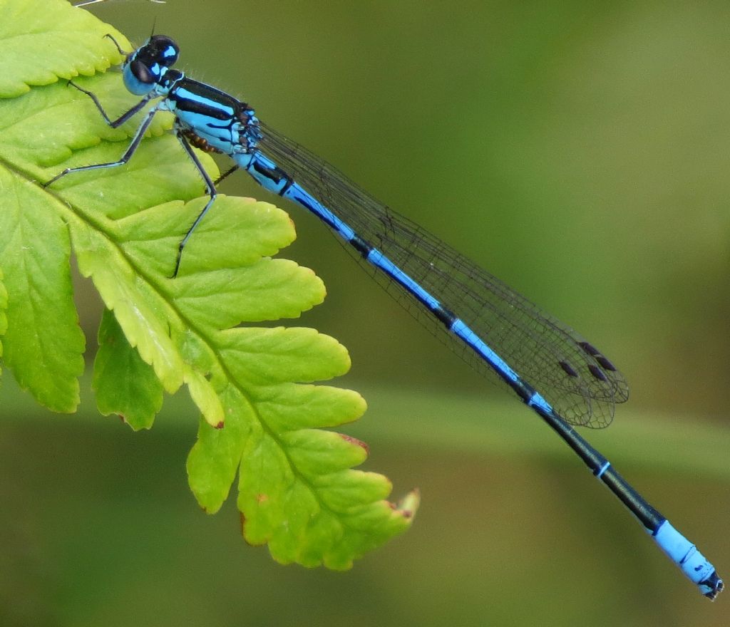 Coenagrion strana...