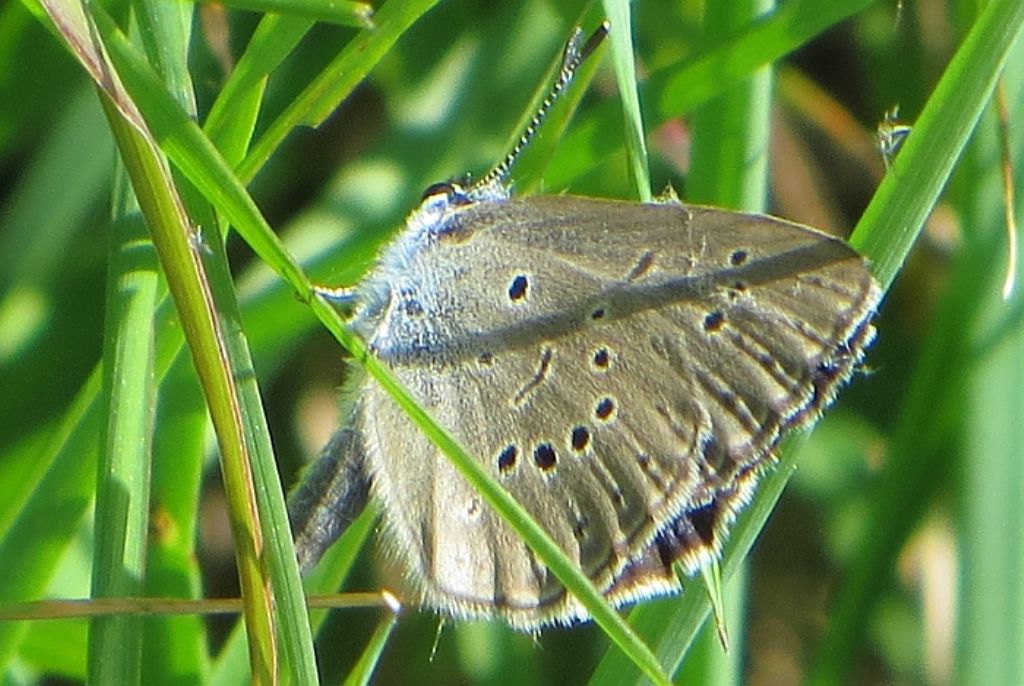 Lycaenidae del Col Visentin (TV)