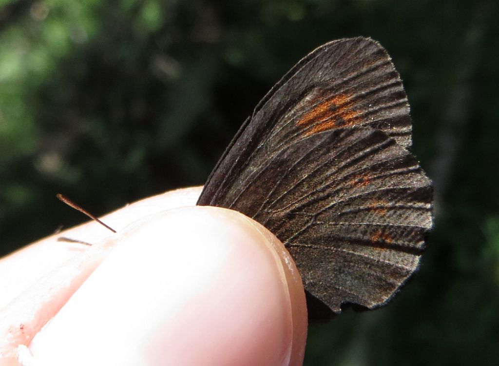 Erebia melampus