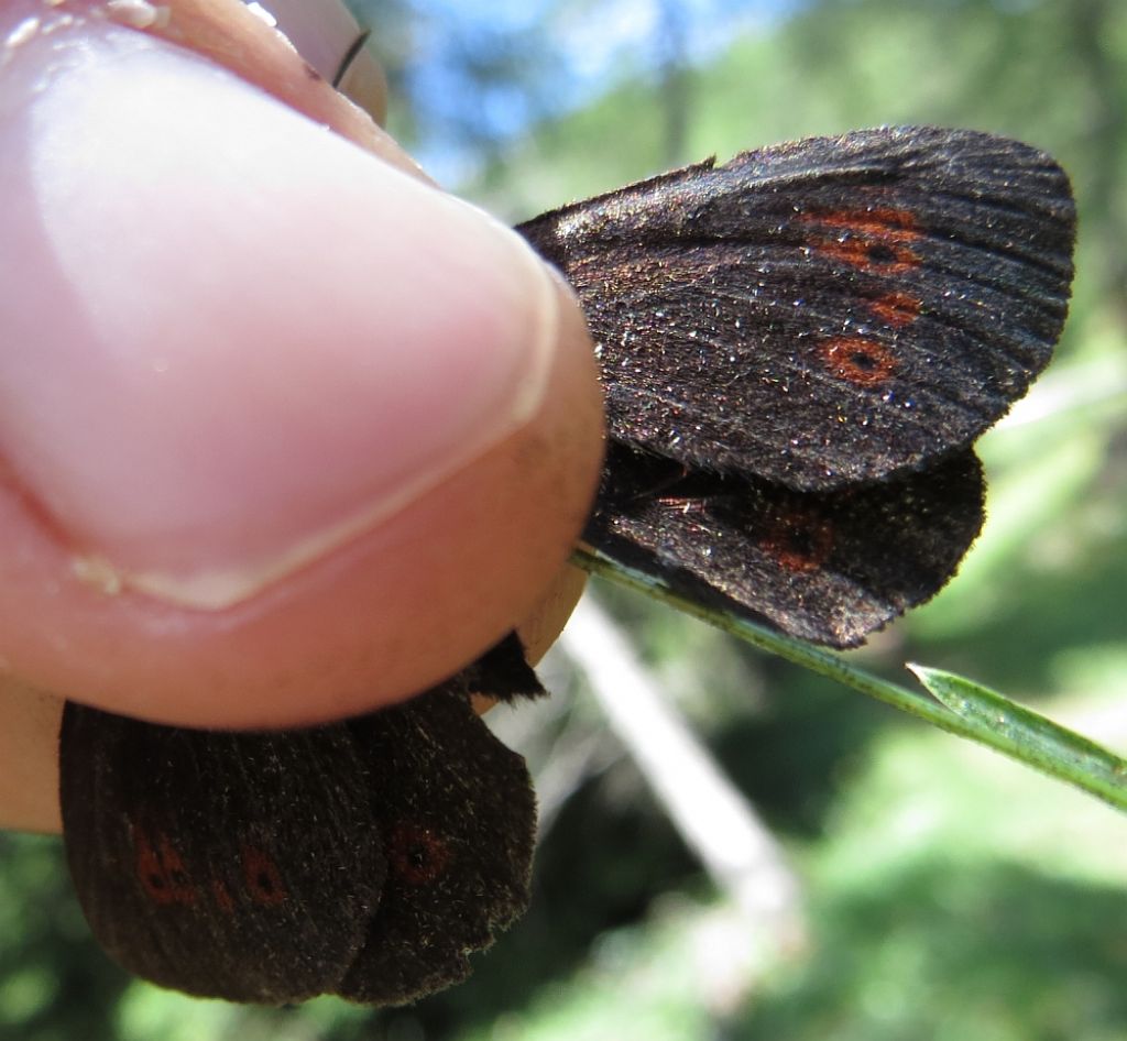 Erebia melampus