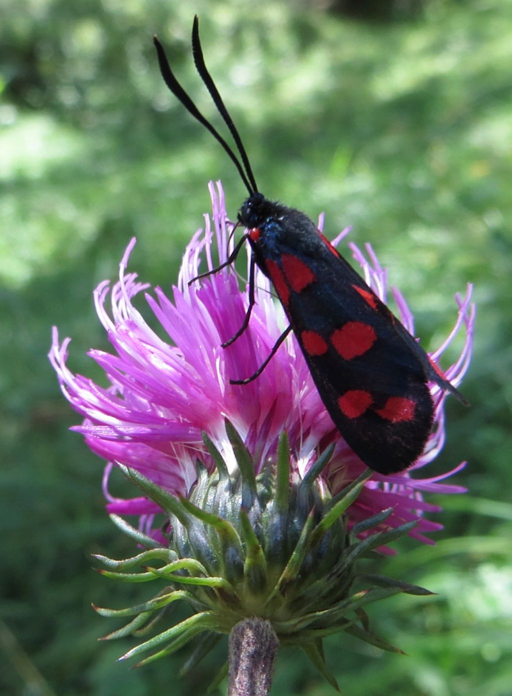 Zygaena lago Negher