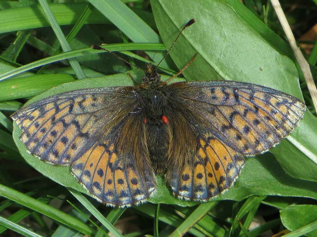 Boloria napaea?