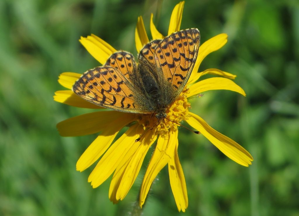 Boloria napaea?