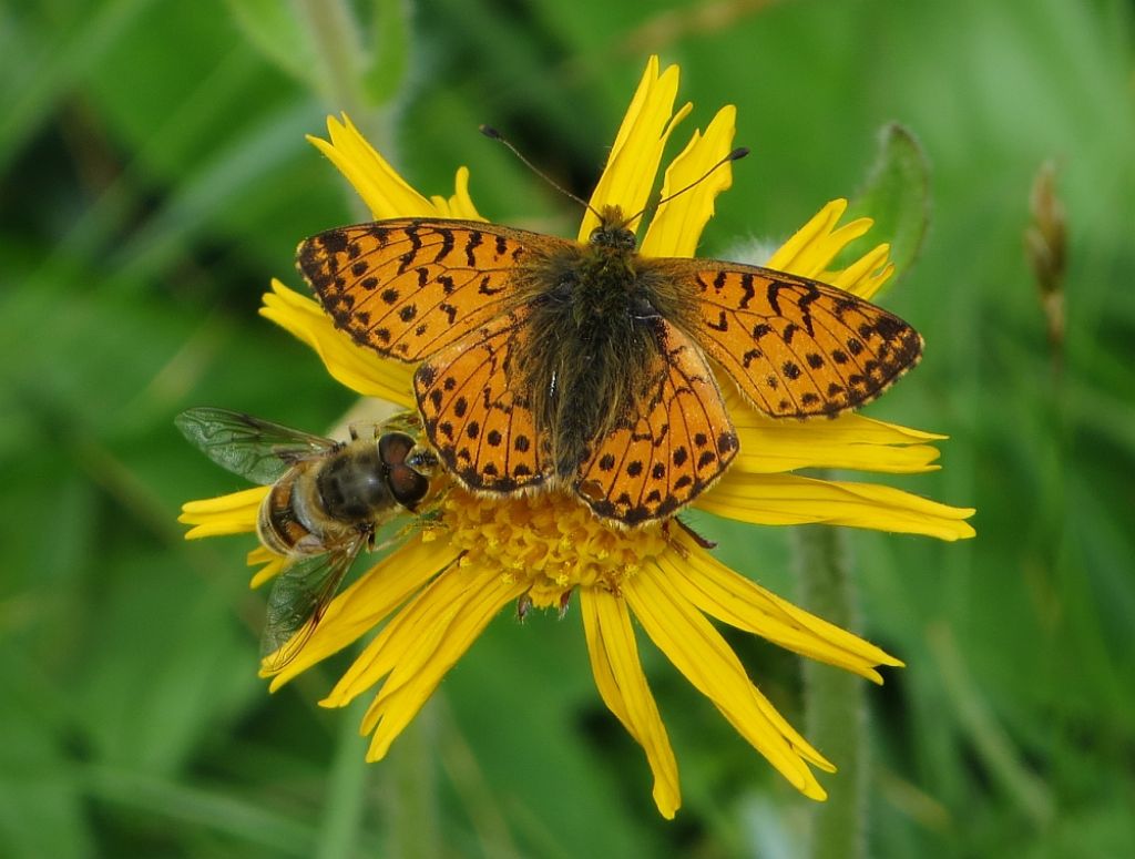 Boloria napaea?