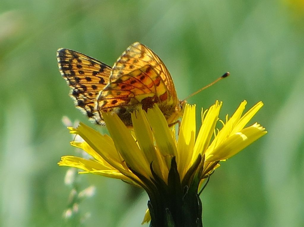 Boloria napaea?