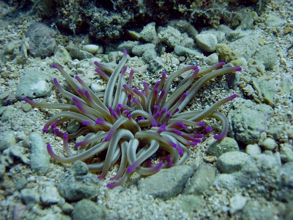 Gioiellino sottomarino (Condylactis aurantiaca)