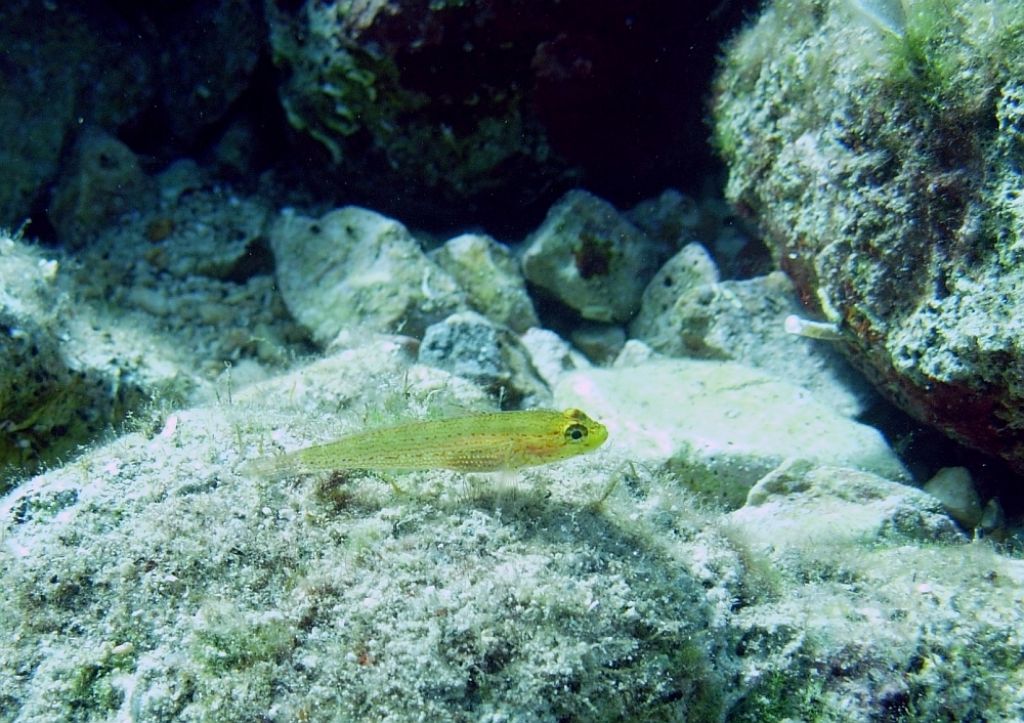 Gobius auratus (Krk)