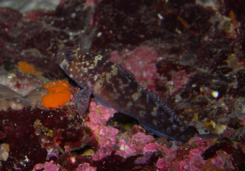 Gobius paganellus (Krk)