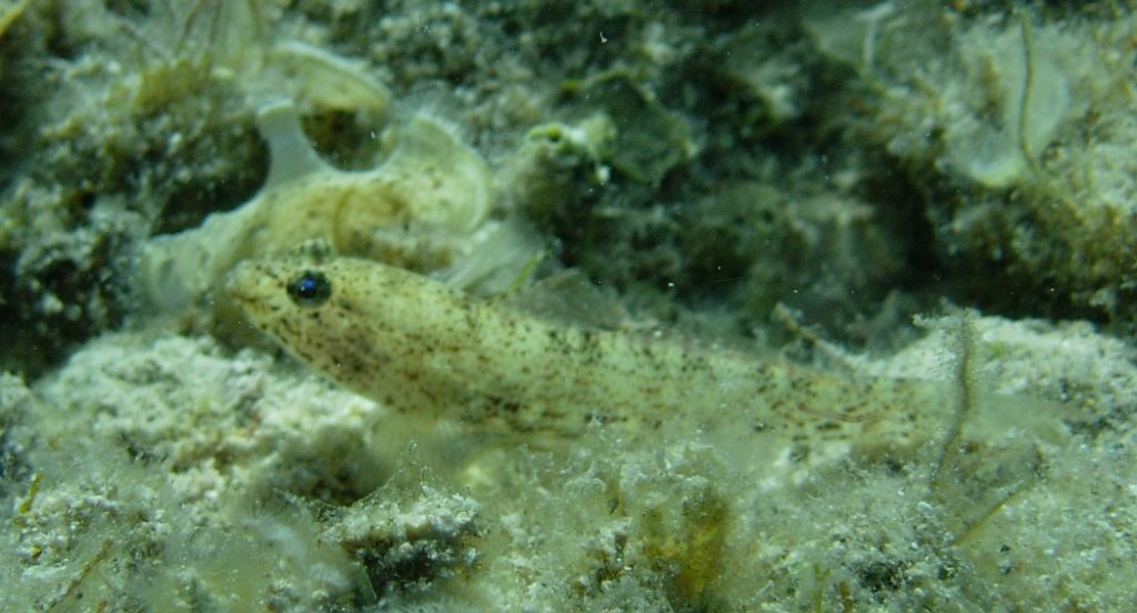 Gobius incognitus da Krk (Croazia)